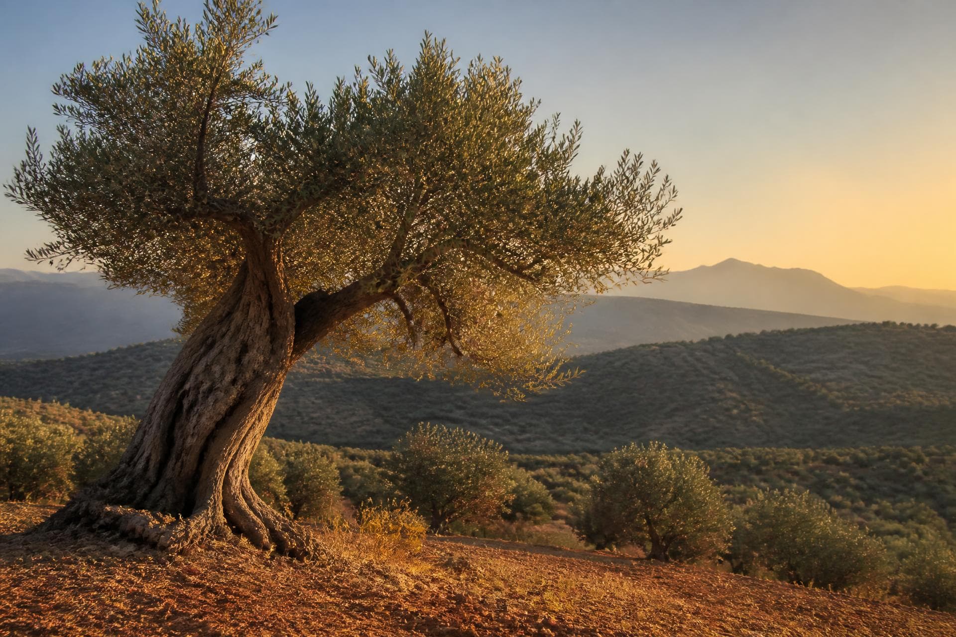 Ancient olive grove on an Andalusian hillside at golden hour