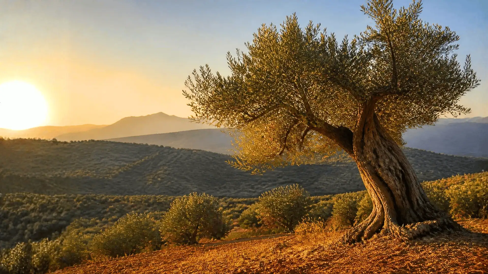 Ancient olive tree in Andalusia